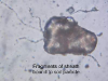 o_Cianobacteria soilparticle