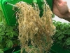 o_Cluster roots lupinracines