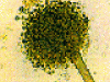 o_Fungi imperfecti Asper-dk