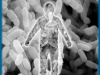 o_MicrobIOMA HUMANO