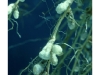o_Trifolium Rhizobium Species