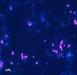 o_metanogenetic organisms
