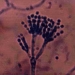 o_penicillium