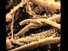 o_soil bacteria USDA