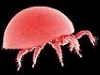 o_soil mite