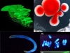 organismos-del-suelo-bioluminiscentes