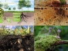 plantas-y-microorgenismos-del-suelo