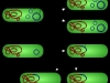 plasmidos-y-su-comportamiento-en-las-bacterias-fuente-punnett-s-square