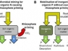 priming-effects