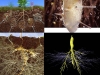 riosfera-y-raices-comunicacion