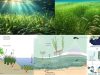 suelos-praderas-submarinas