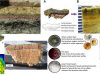 tapetes-microbianos-y-huracanes