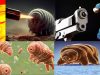 tardigrados-y-pistolas