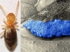 termitas-explosivas-neocapritermes