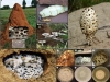termitas-hongos-degradacion-lignocelulosa