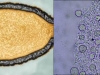 virus-gigante-y-su-ameba-huesped-permafrost