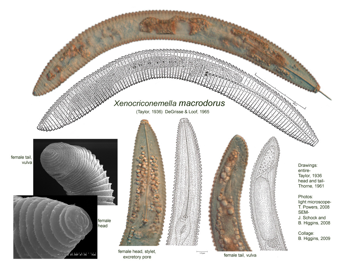xenocriconemella-macrodorus-especie-de-nematodo-fitoparasito-de-robles-indicador-de-erosion-y-cambio-climatico