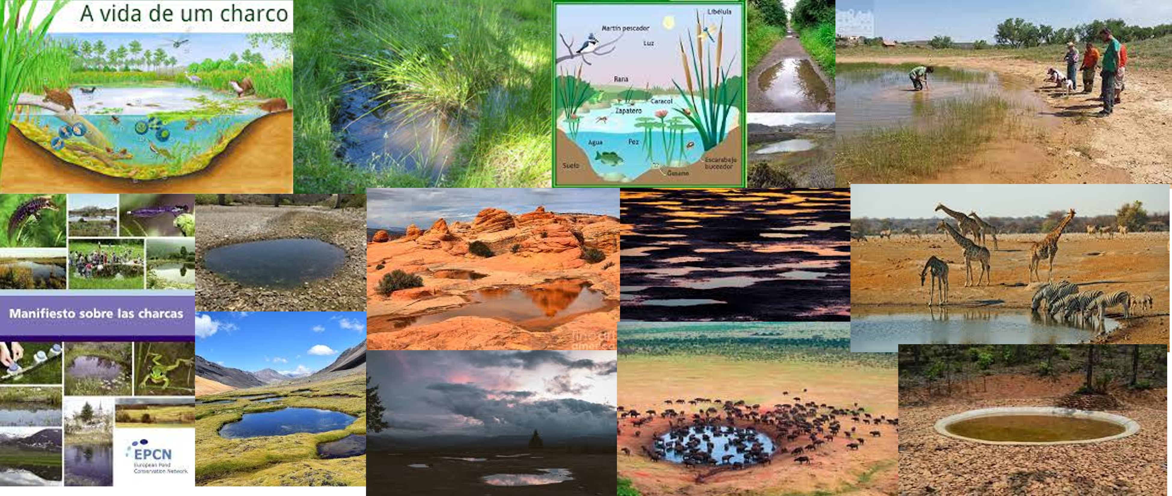 Charcos-charcas-abrevaderos