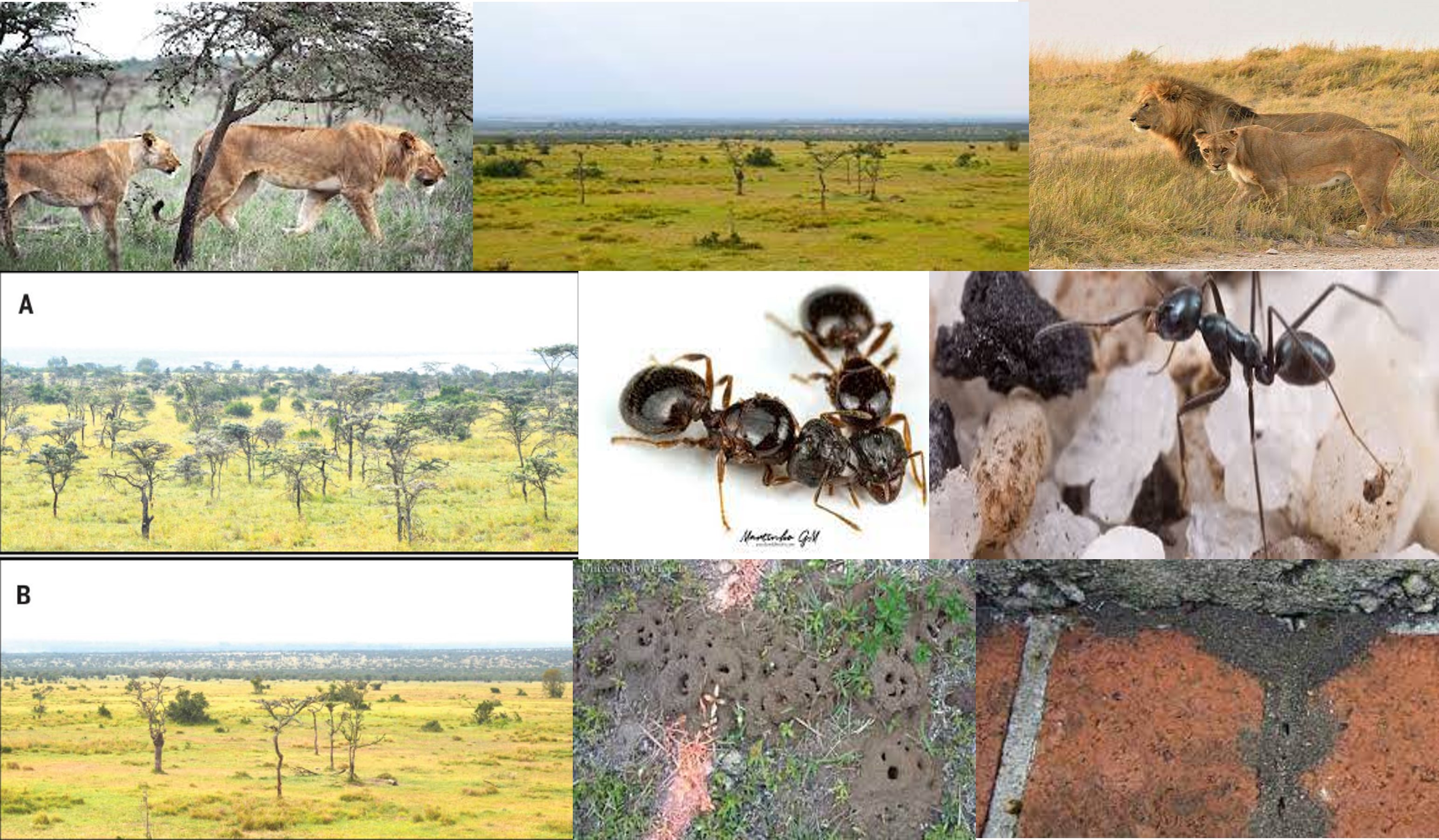 Hormigas-contra-leones