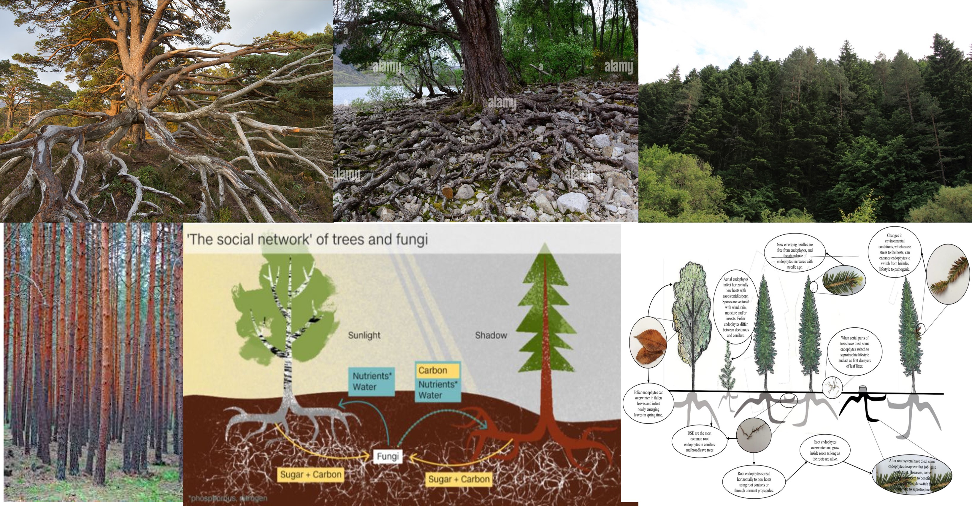 Pino-silvestre-hongos