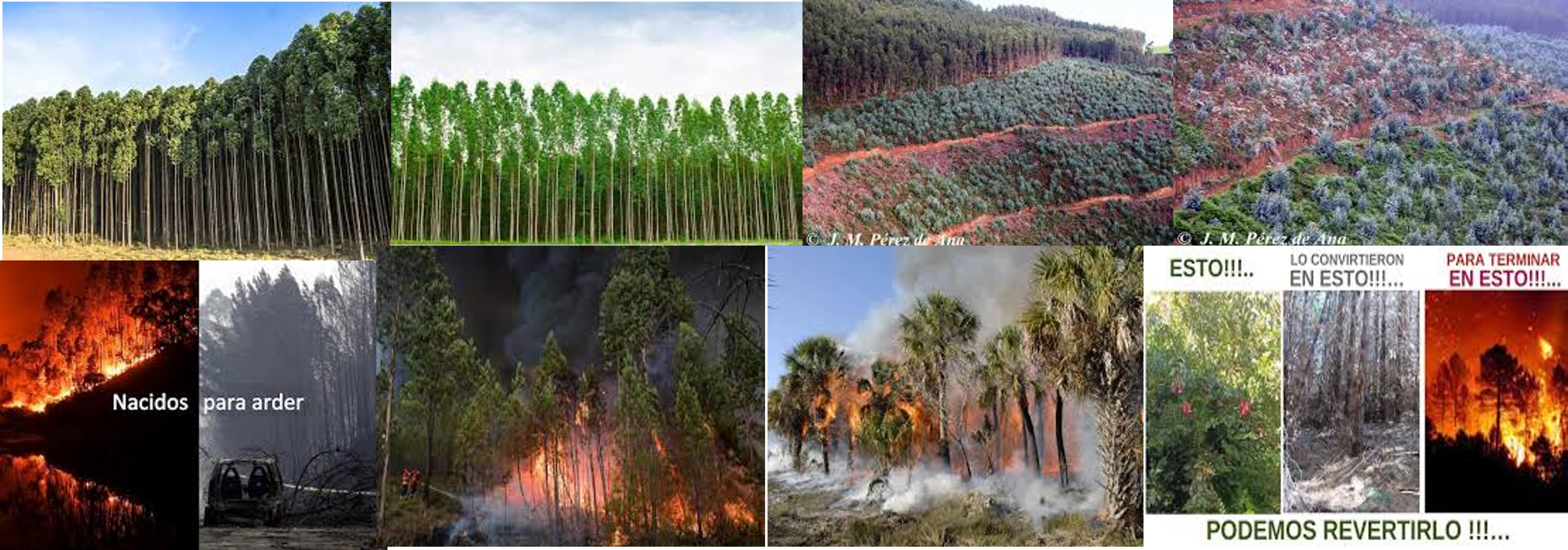 Silvicultura, cambo climático, erosión del suelo, incendios forestales, calidad del suelo,