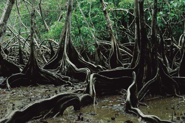 manglares-guayana-francesa-fuente-new-internationalist-magazine
