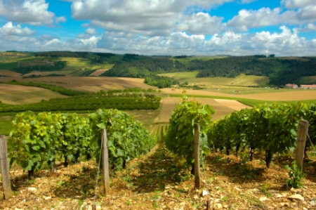 paisajes-viticolas-fuente-celebrate-wine