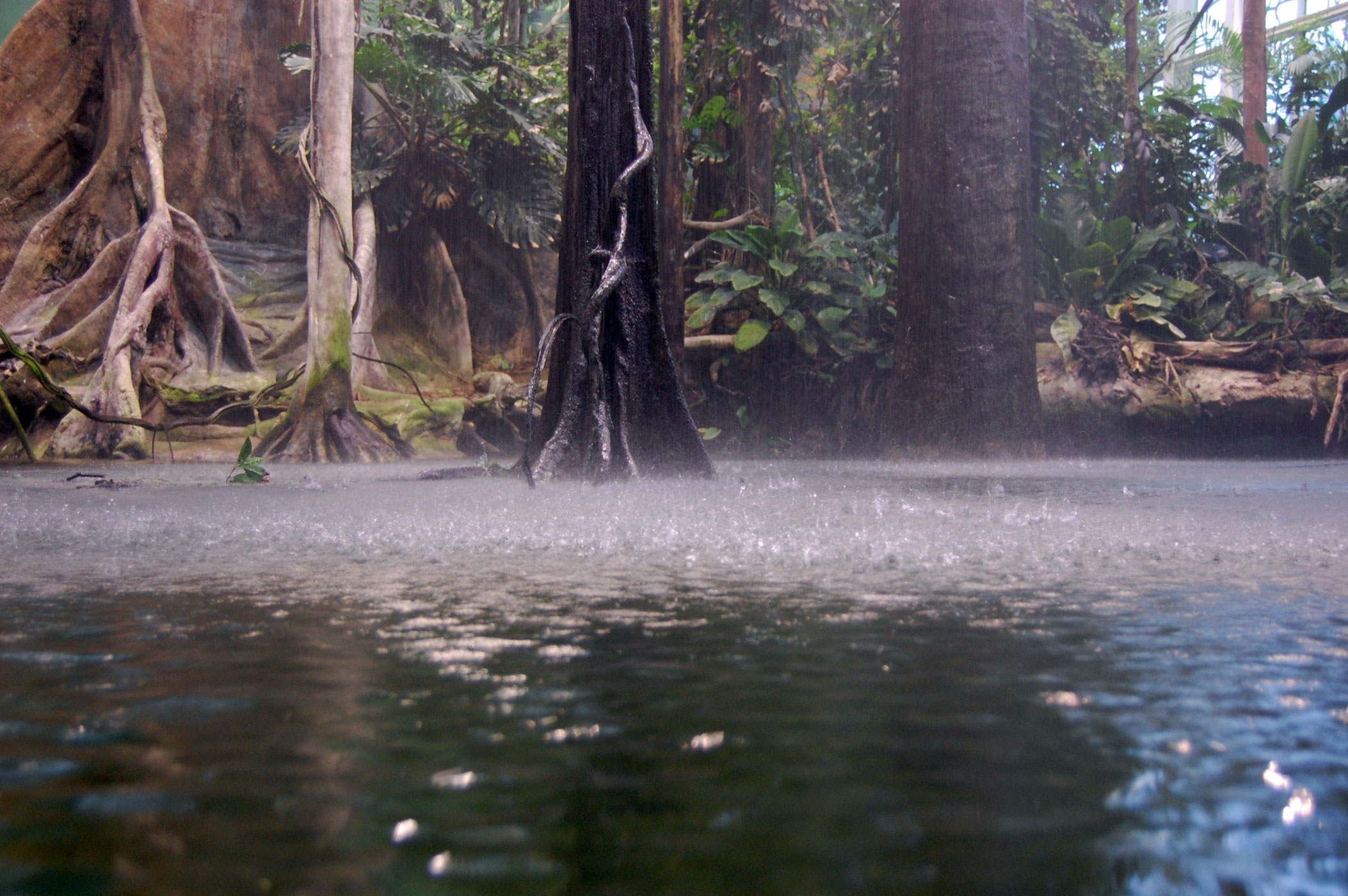 rain-forest-swamp-fuente-4-free-fotos