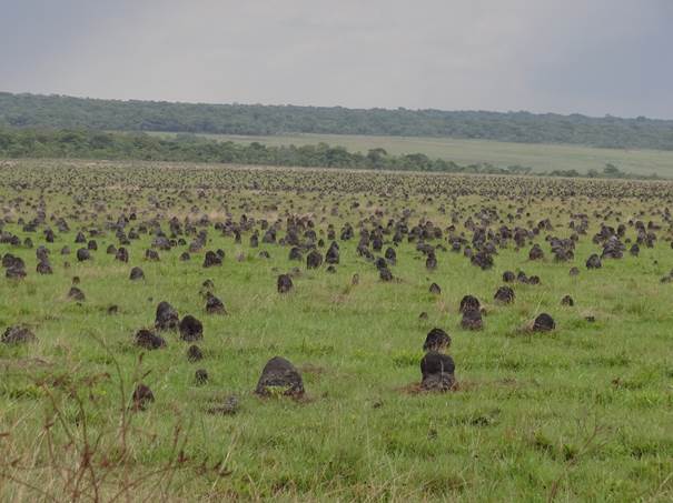 termiteros-paisaje-angola