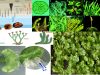 Hepaticas-tierra-invasion