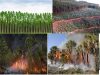 Silvicultura, cambo climático, erosión del suelo, incendios forestales, calidad del suelo,