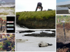 Suelos-articos-especies-invasivas