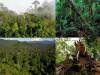 Tree-fall-tropical-forest