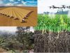 agricultura-industrial-perdida-de-biodiversidad