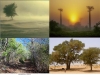 boques-arboles-zonas-aridas