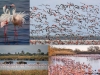 flamencos-y-suelos-hidricos