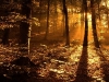 Autumn Forest in the Sun