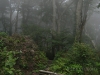 o_DaisenBeechForest Primario