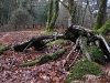 o_Forest gap