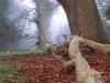 o_Hueco forestal