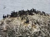 o_Paisaje suelos urbanos (pinguinos alcatraces)