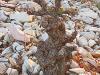 o_Stony soils