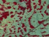o_Tiger_bush_HAPEX-Sahel