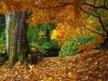 o_autumn-forest