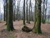 o_beechForest1