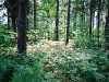 o_forest Ecology Gap