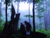 o_primeval Forest