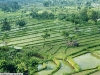 paddy-in-flood-bangladesh-gurumia-com