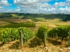 paisajes-viticolas-fuente-celebrate-wine