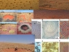 patron-de-turing-circulo-de-adas